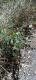 Sonchus oleraceus