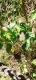 Abutilon grandifolium