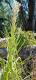 Eryngium eburneum