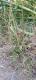 Plantago australis