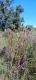 Dipsacus fullonum