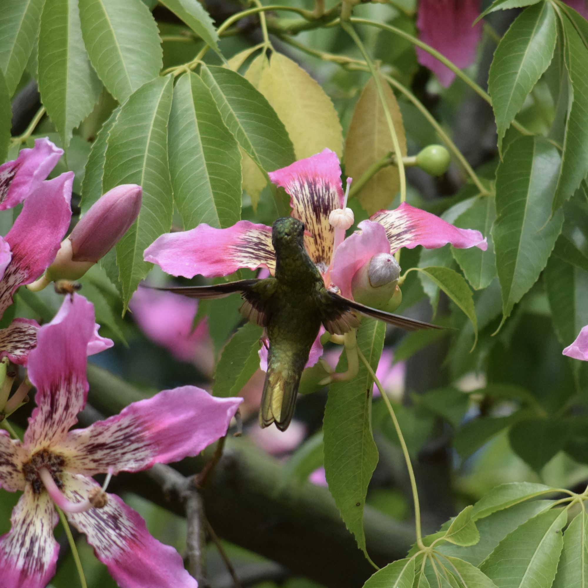 Foto Picaflor Bronceado