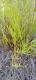 Baccharis trimera
