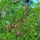 Gleditsia triacanthos