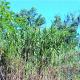 Arundo donax