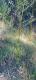 Phyllostachys aurea
