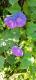 Ipomoea indica