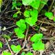 Hedera helix