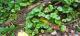 Dichondra repens