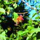 Lantana camara