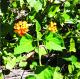 Lantana camara