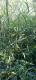 Arundo donax