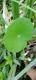 Hydrocotyle bonariensis