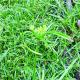 Cyperus eragrostis