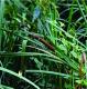 Typha domingensis