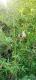 Phyllostachys aurea