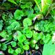 Dichondra repens