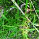 Paspalum dilatatum
