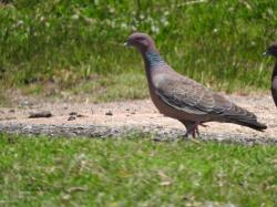 Foto Paloma Picazuró