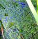 Lemna minor