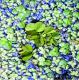 Salvinia biloba