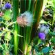 Cirsium vulgare