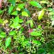 Ligustrum lucidum