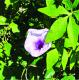 Ipomoea cairica