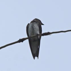 Foto Golondrina Doméstica