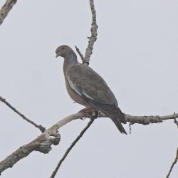 Foto Paloma Picazuró