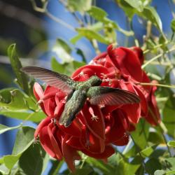 Foto Picaflor Bronceado