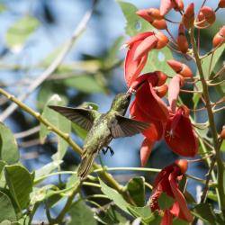 Foto Picaflor Bronceado