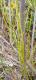 Baccharis trimera