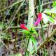Dicliptera squarrosa