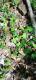 Hedera helix