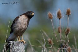 Foto Taguató Común