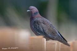 Foto Paloma Picazuró