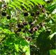 Abutilon grandifolium