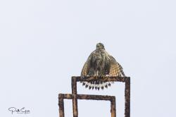 Foto Taguató Común