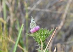 Ícono de la especie