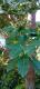 Ficus luschnathiana