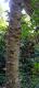 Zanthoxylum rhoifolium