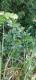 Laurus nobilis