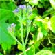 Verbena bonariensis