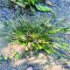 Juncus imbricatus