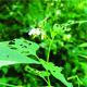 Solanum chenopodioides
