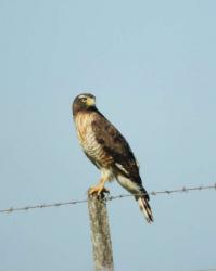 Foto Taguató Común