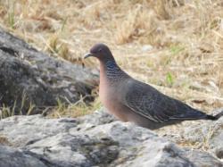 Foto Paloma Picazuró