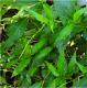 Persicaria hydropiperoides