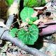 Aristolochia frimbriata